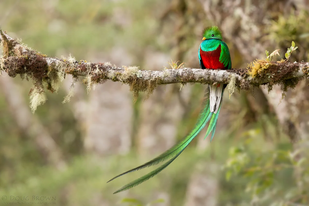 20140215-_A0R9714-Resplendent-Quetzal-crop.jpg