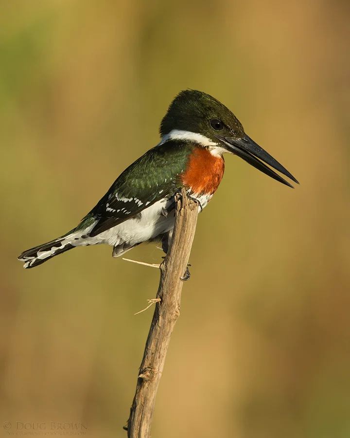 20140210-_A0R7086-Green-Kingfisher-4x5.jpg