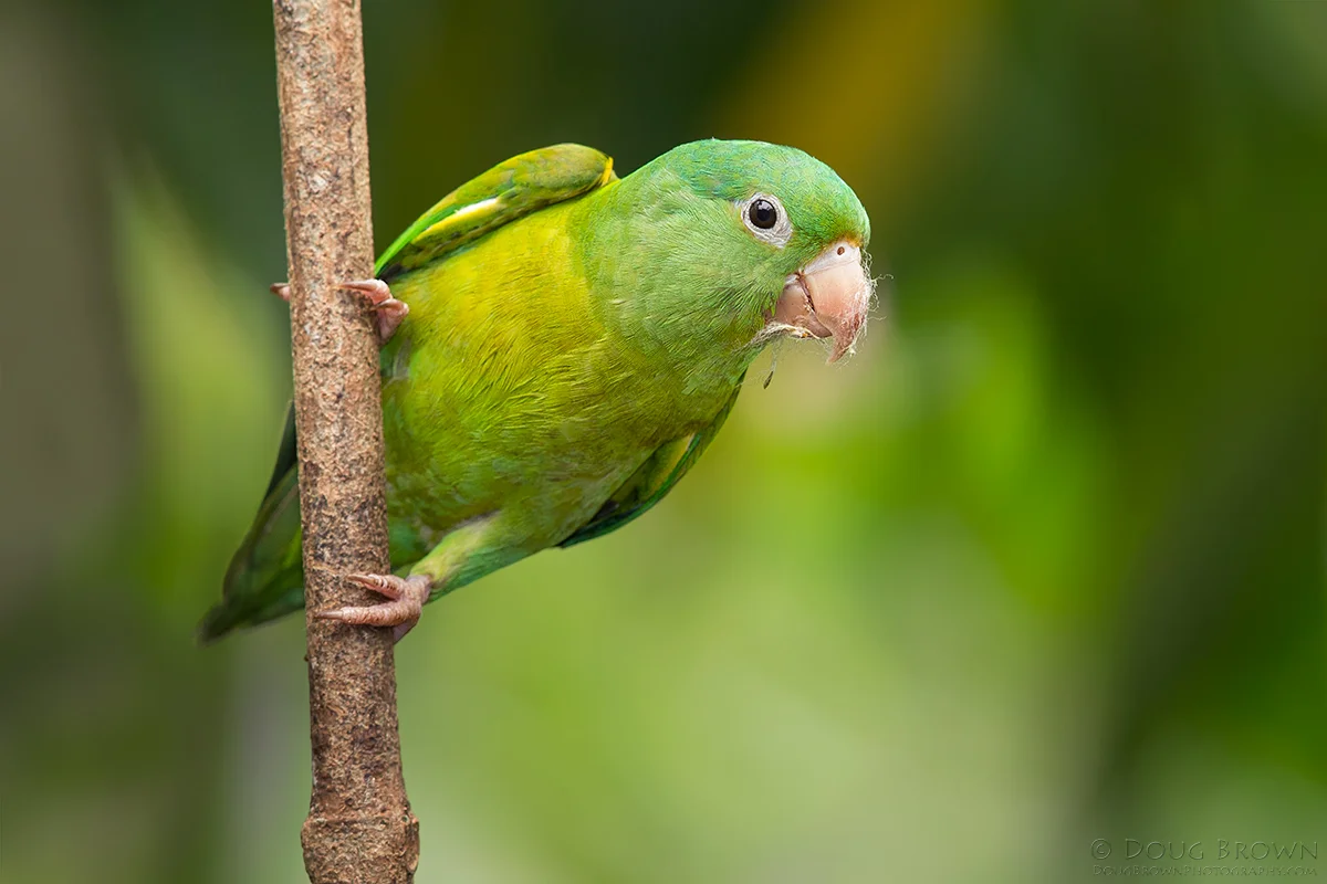 20130213-_A0R5852-Orange-chinned-Parakeet-4x6.jpg