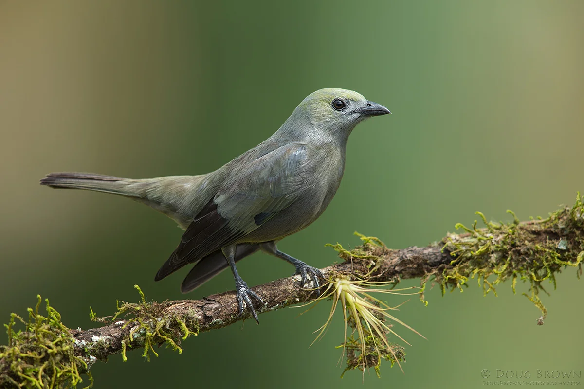 20130212-_A0R5254-Palm-Tanager-crop.jpg