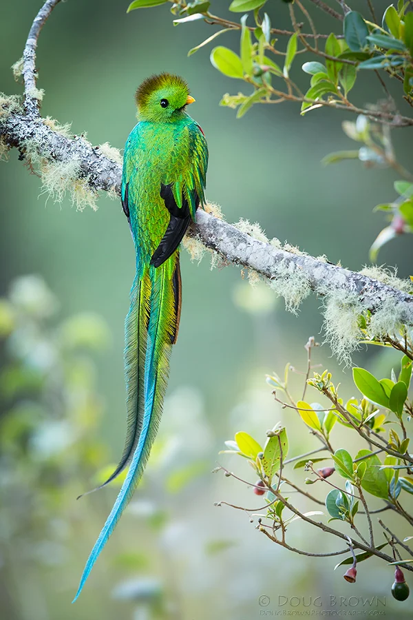 20130220-_A0R0863-Resplendent-Quetzal-crop.jpg