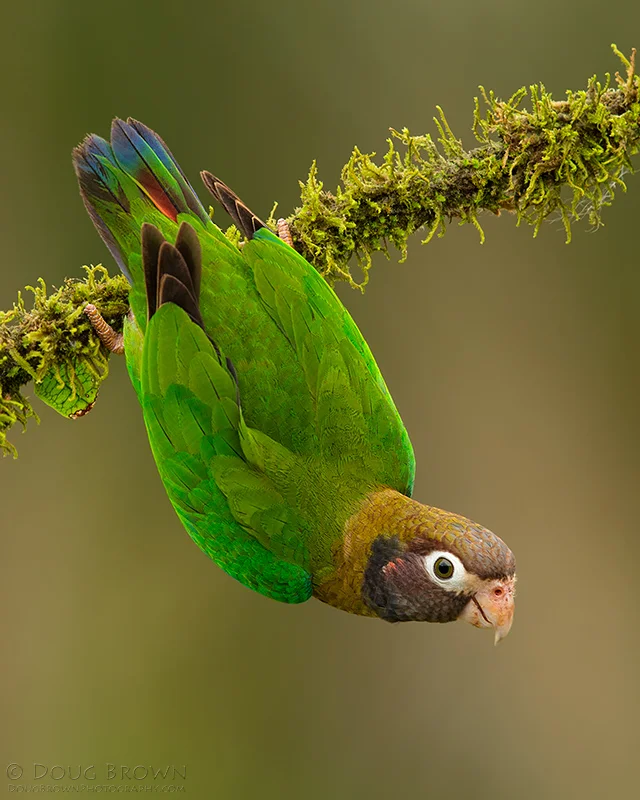 20130212-_A0R5178-Brown-hooded-Parrot-8x10.jpg