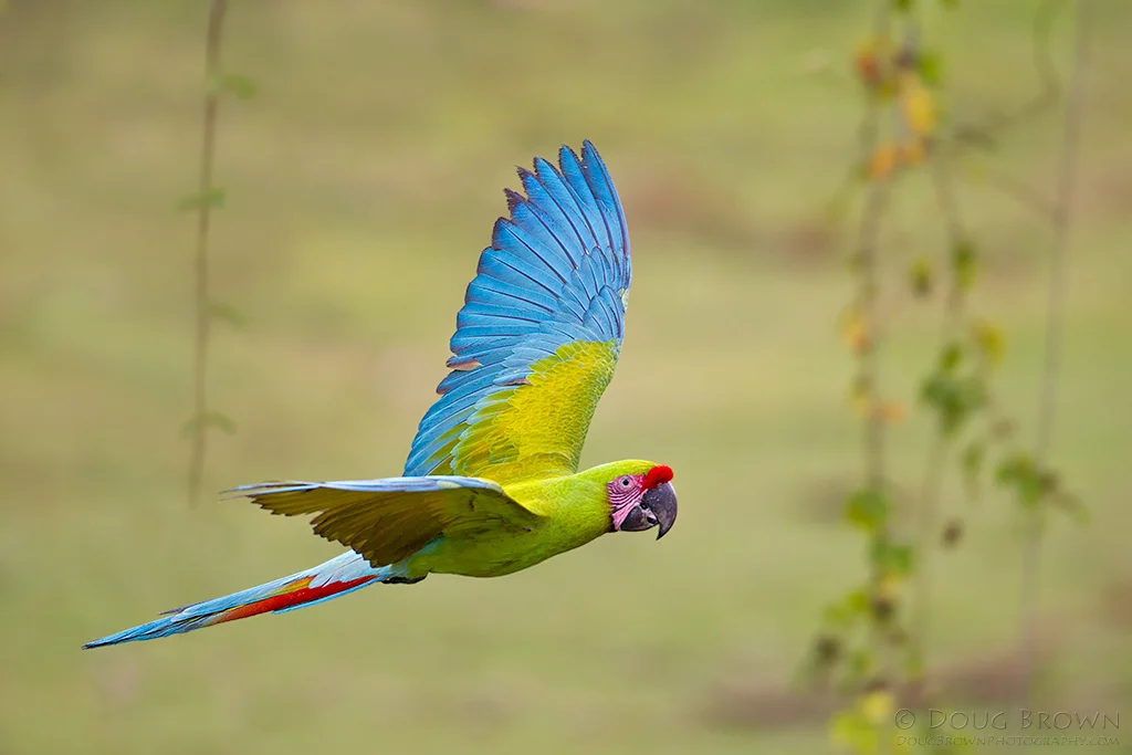 20120205-_V5C7707-Great-Green-Macaw-4x6.jpg