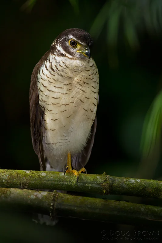 20120211-_V5C1152-Barred Forest-Falcon-full frame.jpg
