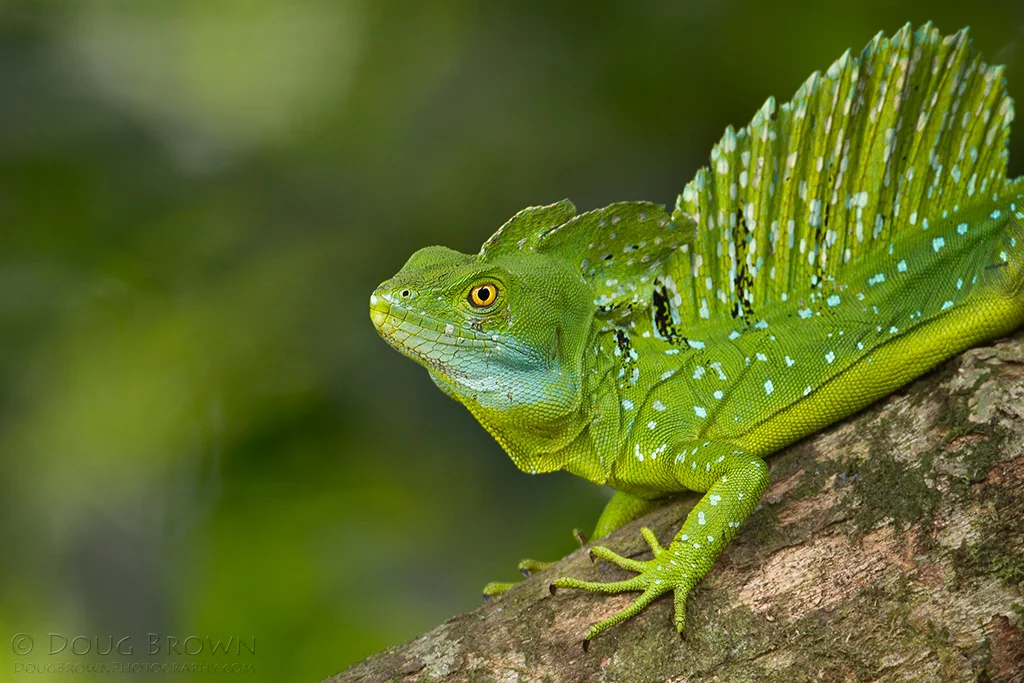 20120203-_V5C6959-Basilisk-Lizard-crop.jpg