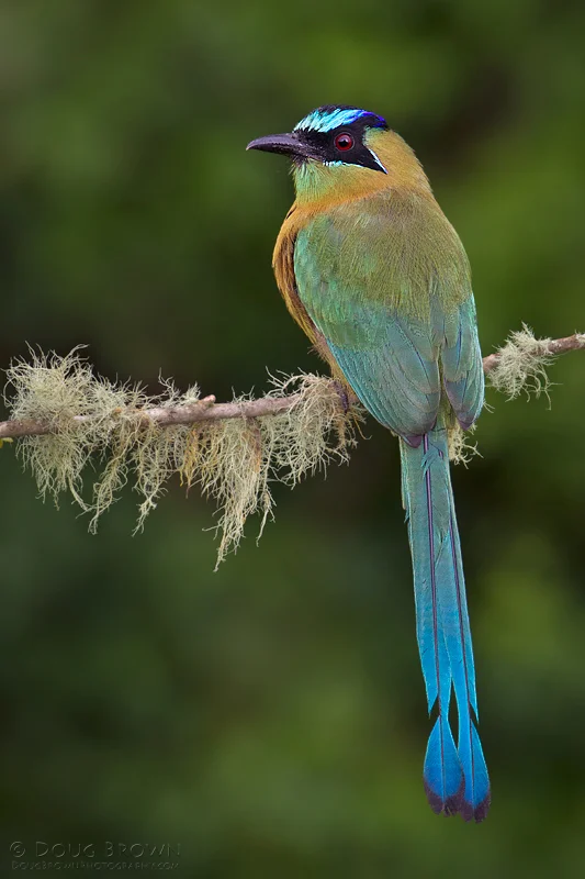 20110918-_V5C9006-Blue-Crowned-Motmot-crop.jpg