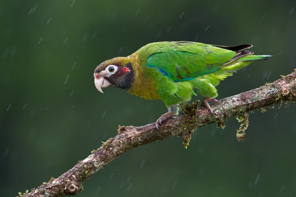 20110129-_V5C1069-Brown-Hooded-Parrot-crop.jpg