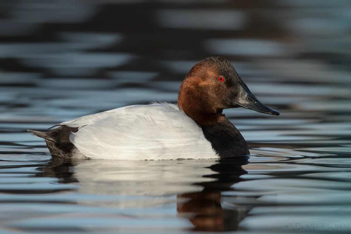 20141209-_L9A2951-Canvasback-4x6.jpg
