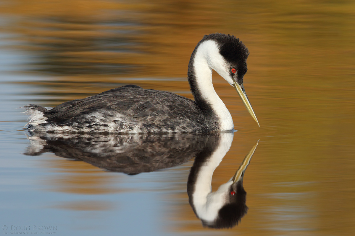20141102-_L9A9832-Western-Grebe-4x6.jpg