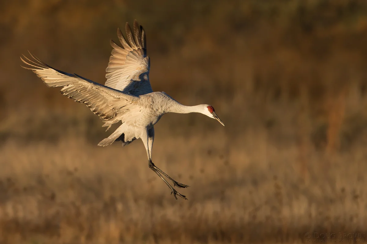 20141121-_A0R6460-Sandhill-Crane-4x6.jpg