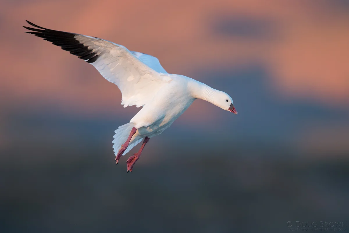 20141121-_A0R6314-Ross-Goose-4x6.jpg