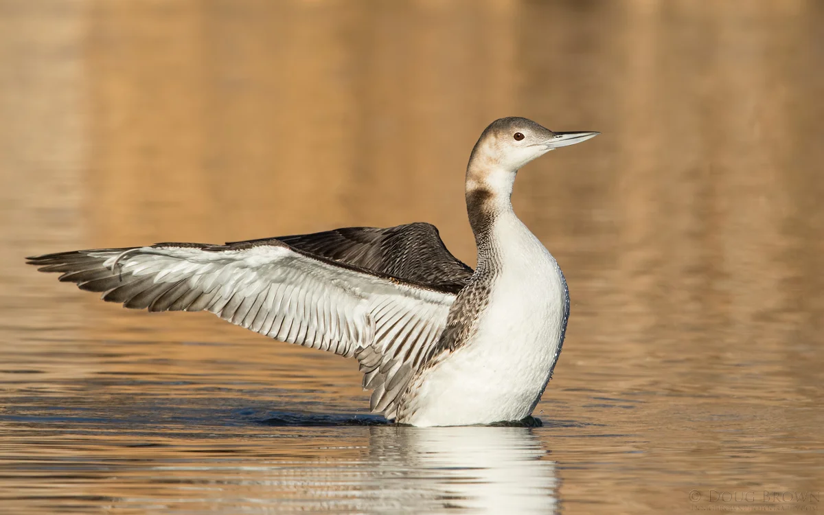 20141220-_B0A3699-Common-Loon-16x10.jpg