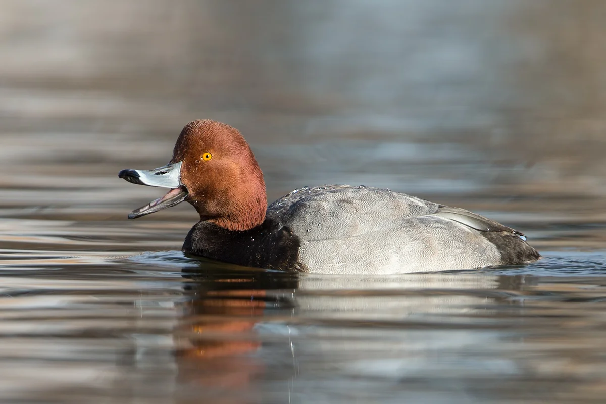 20141213-_A0R2748-Redhead-4x6.jpg