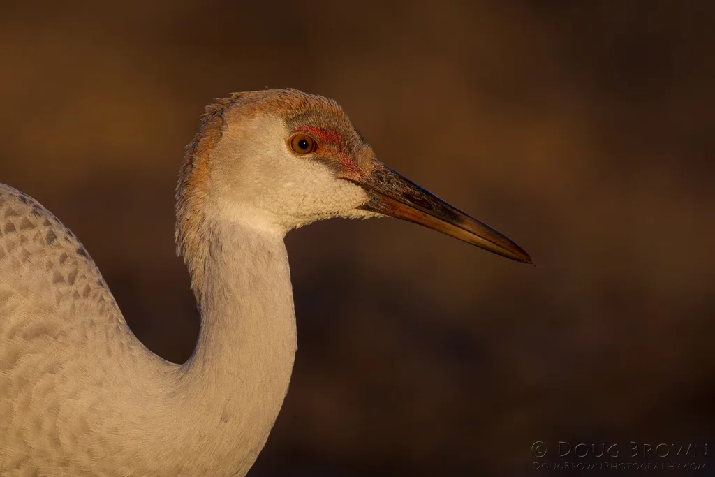 20121111-_V5C1102-Sandhill-Crane-crop.jpg