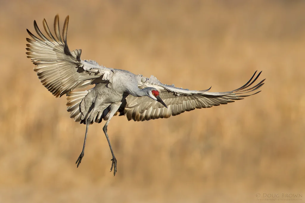 20111115-_V5C3785-Sandhill Crane-4x6.jpg