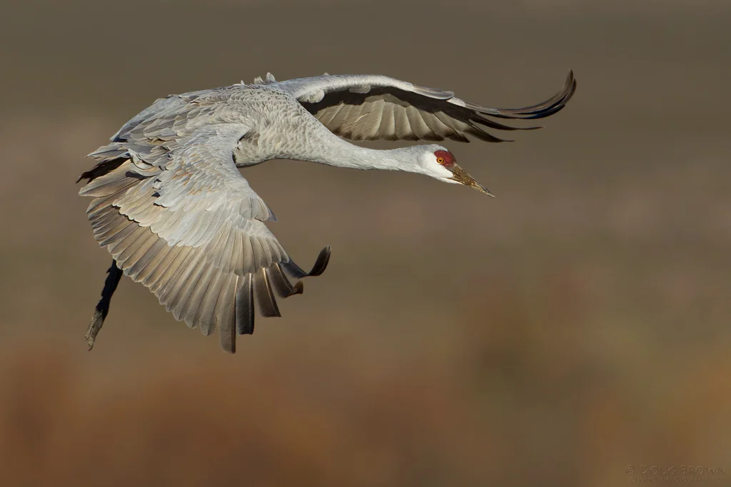 20111117-_V5C1314-Sandhill Crane-crop.jpg