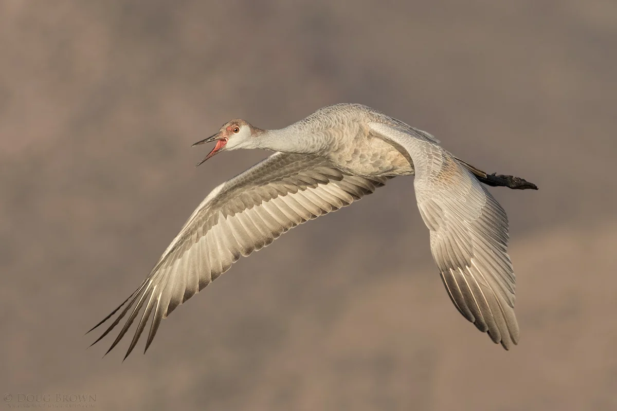 20141120-_L9A6126-Sandhill-Crane-4x6.jpg