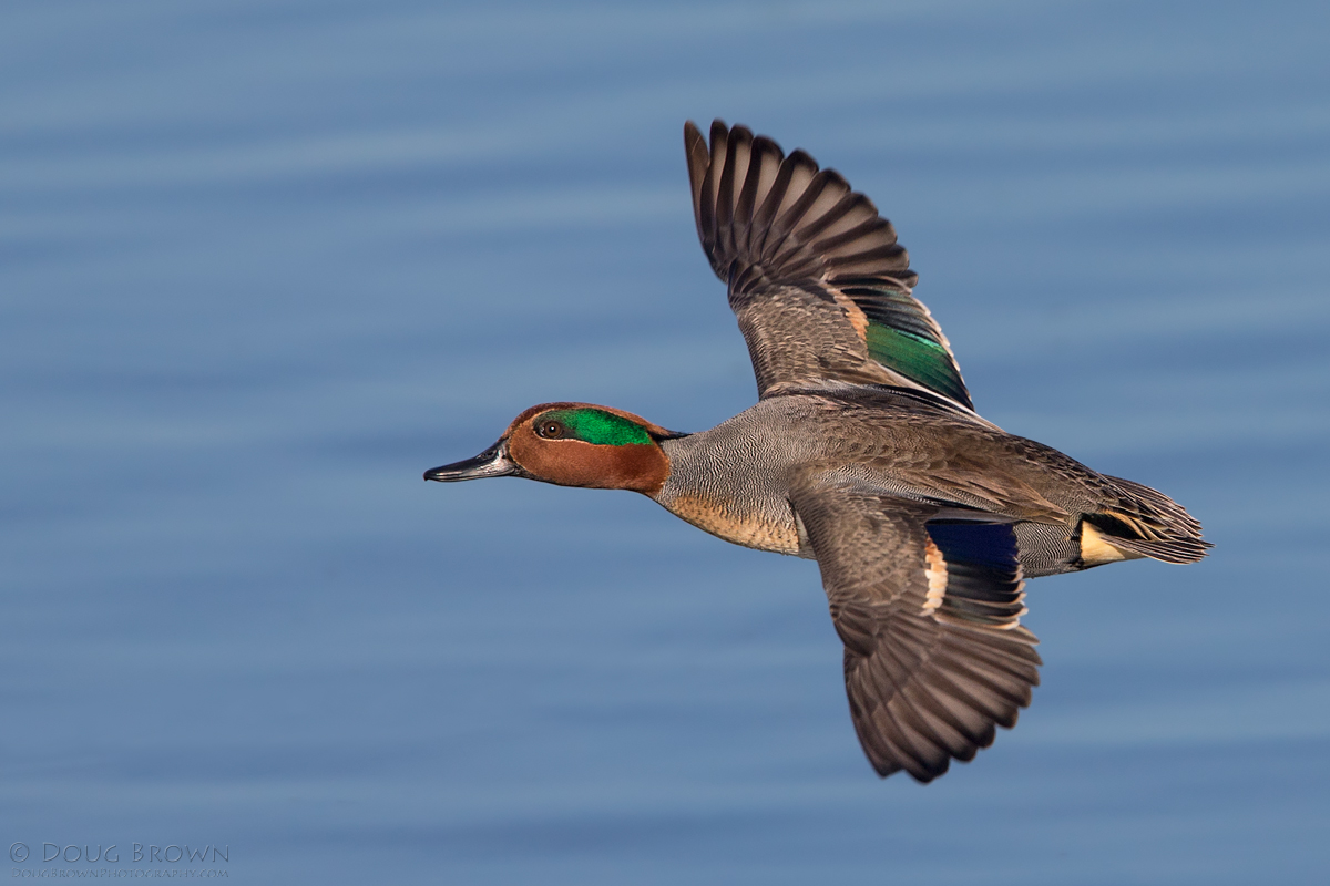 20131214-_A0R6901-Green-winged-Teal-4x6.jpg