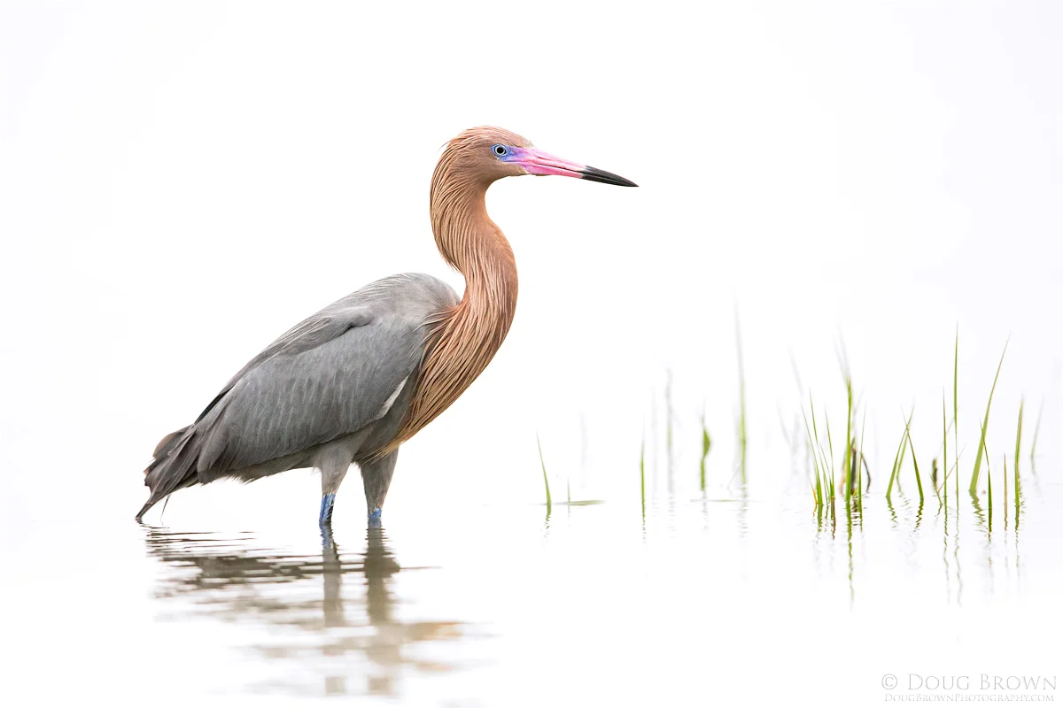 20140317-_A0R7234-Reddish-Egret-4x6.jpg