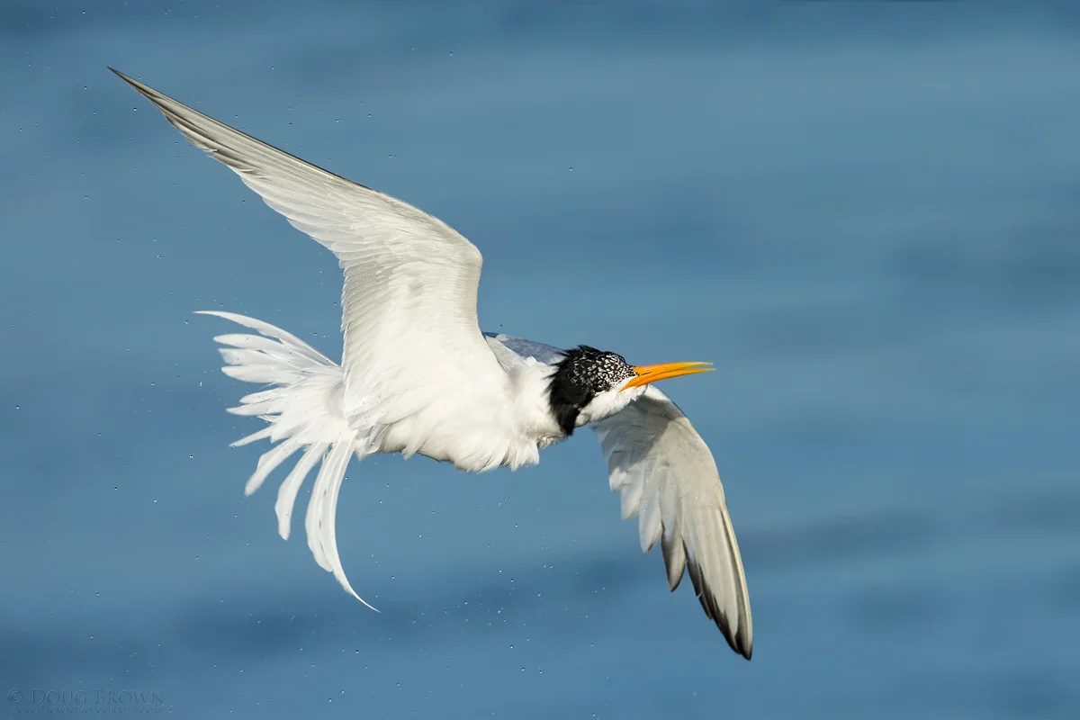 20140708-_A0R3242-Elegant-Tern-4x6.jpg