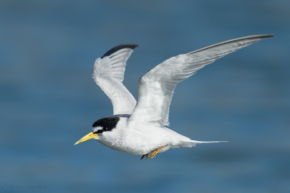 20140709-_A0R4476-Least-Tern-4x6.jpg
