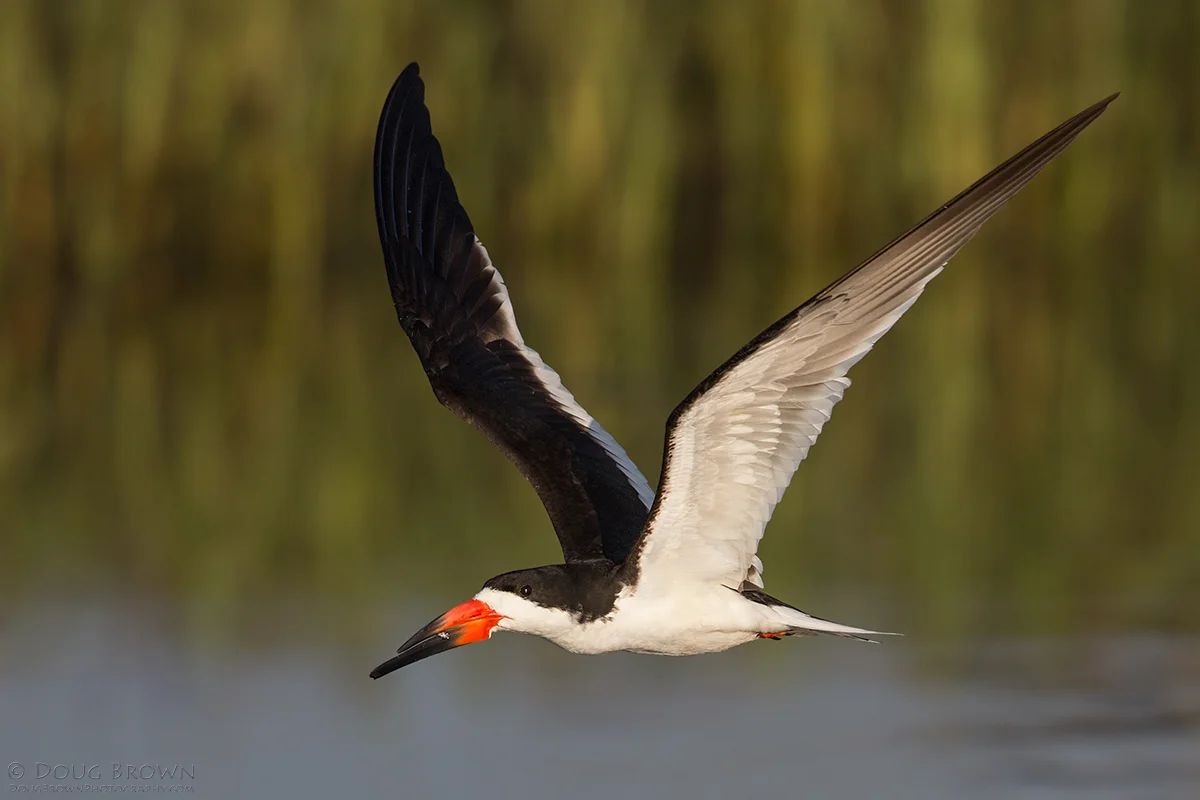20130708-_A0R9532-Black-Skimmer-crop.jpg