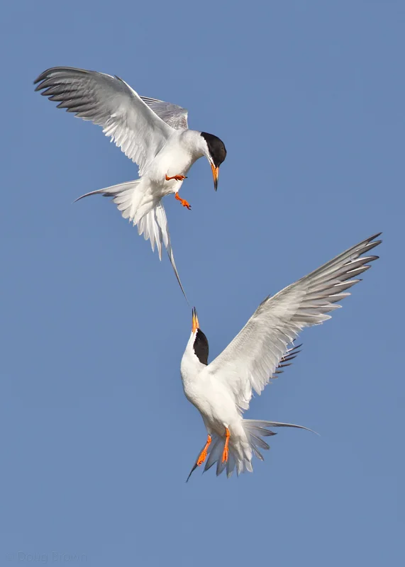 20110708-_V5C8093-Forster's-Terns-5x7.jpg