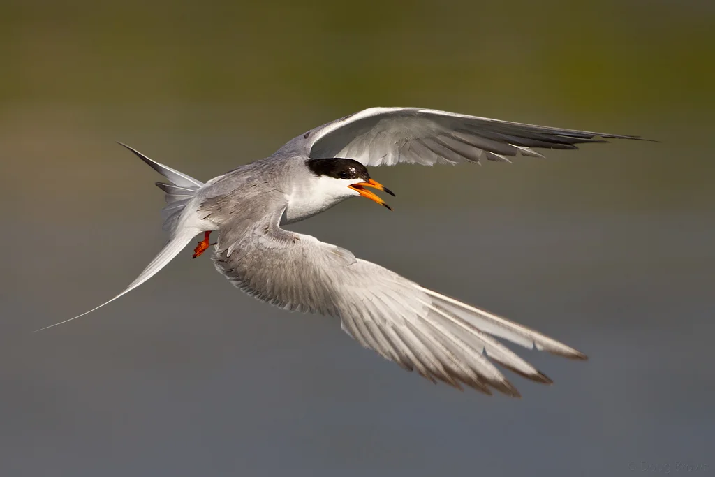 20100716-_V5C0326-Forster's-Tern-crop.jpg