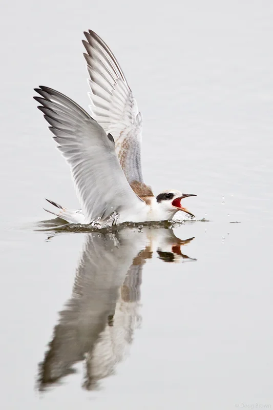 20100712-_V5C7158-Forster's-Tern-crop.jpg