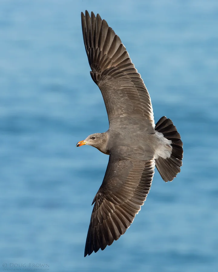 20140110-_A0R0256-Heermann's-Gull-8x10.jpg