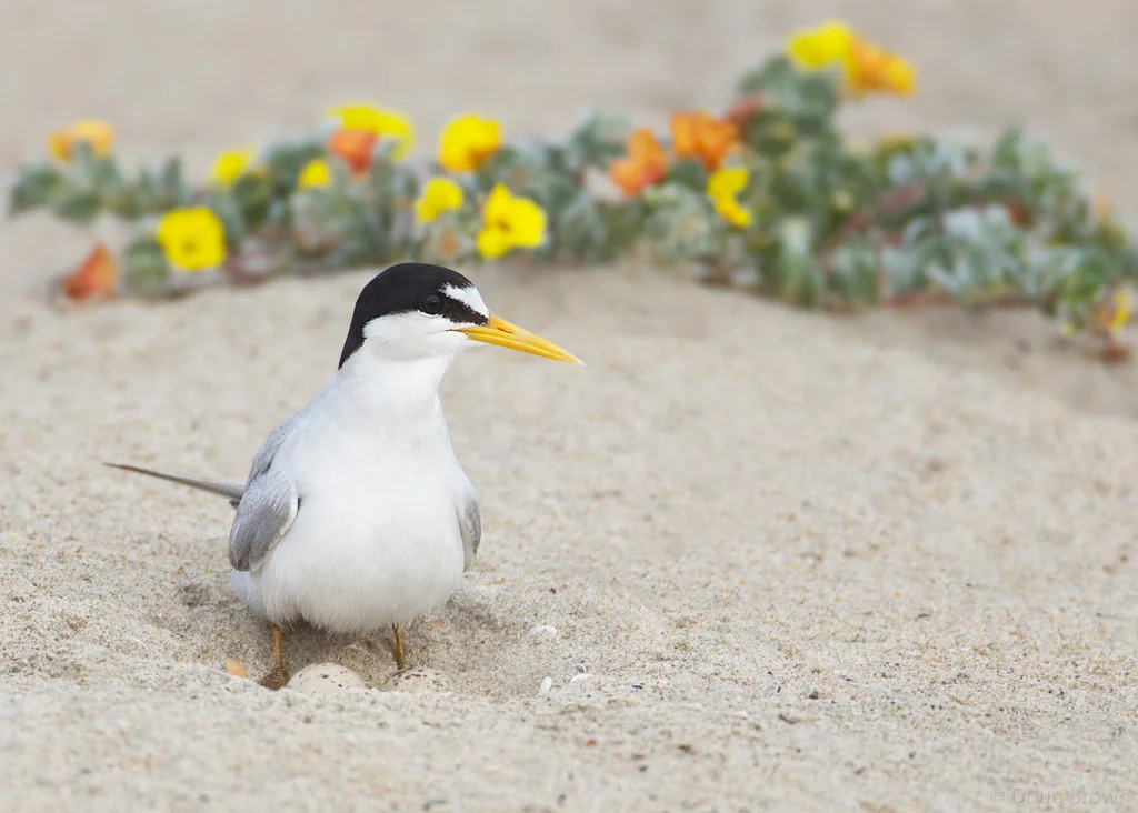 20110707-_V5C7784-Least-Tern-5x7.jpg