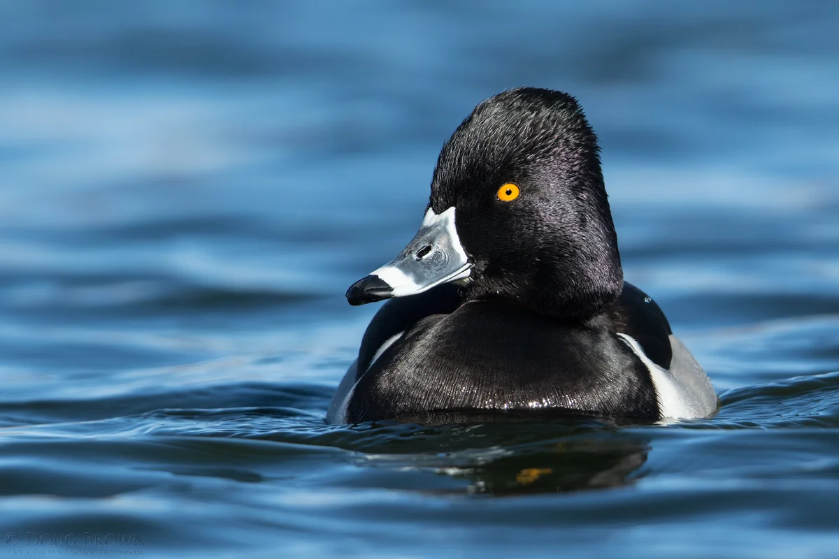 20150117-_B0A4789-Ring-necked-Duck-4x6.jpg