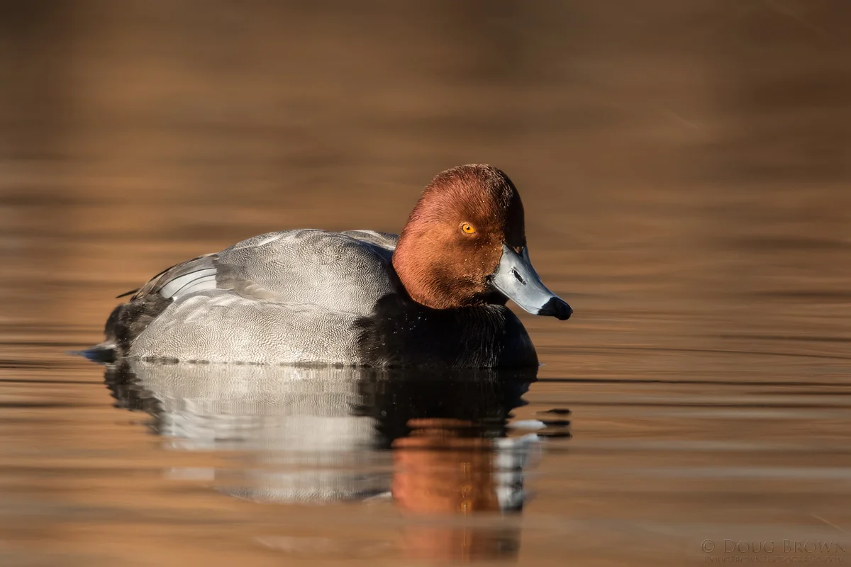 20150117-_B0A4572-Redhead-4x6.jpg