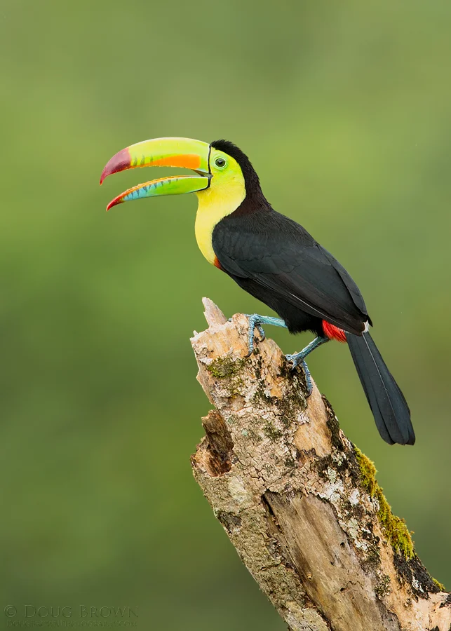 20150202-_A0R7103-Keel-billed-Toucan-5x7.jpg