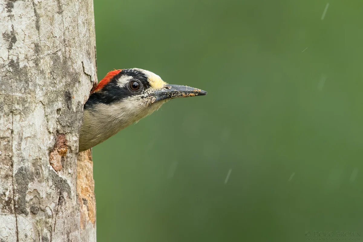 20150202-_D4A8864-Black-cheeked-Woodpecker-4x6.jpg