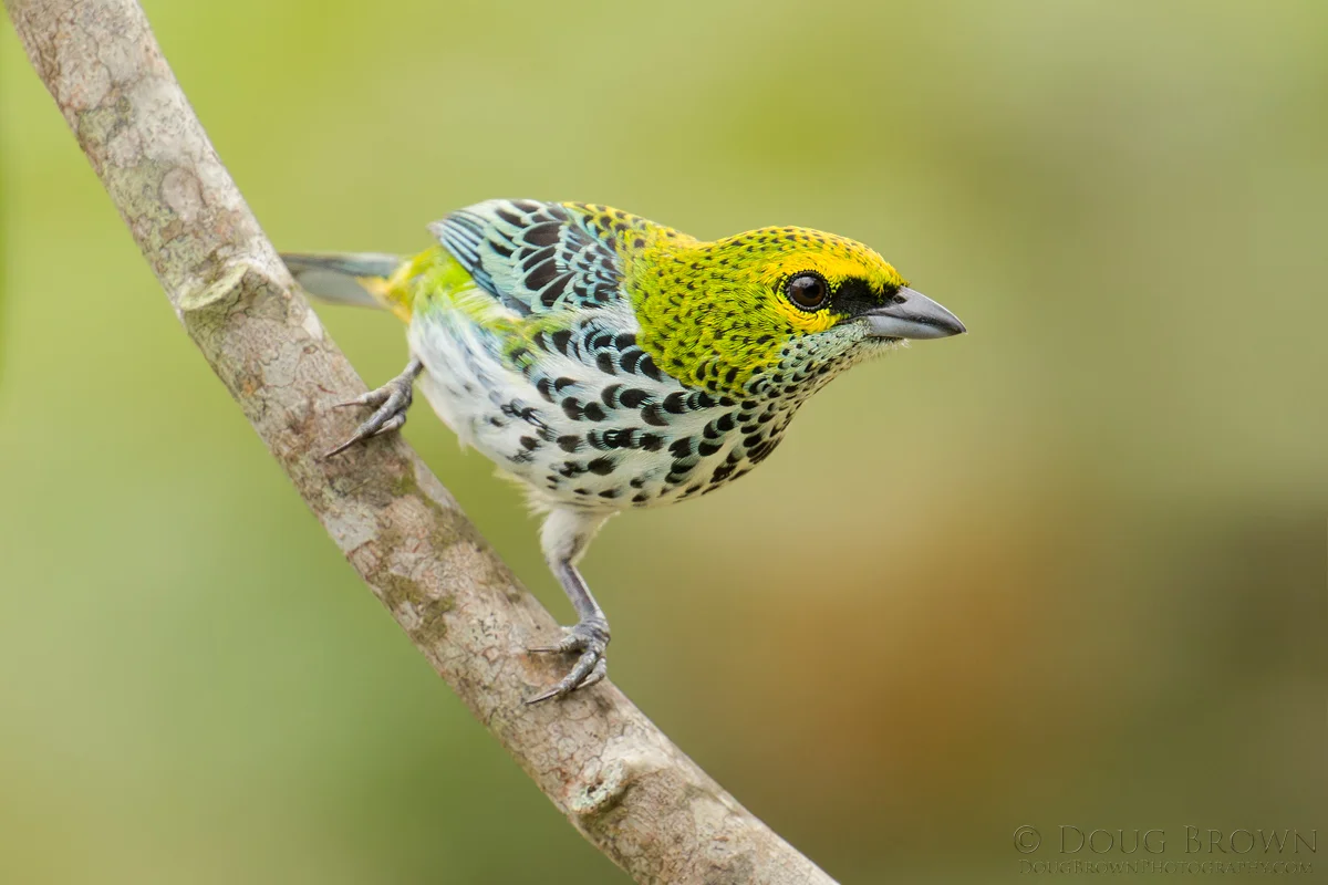 20150209-_D4A2043-Speckled-Tanager-4x6.jpg
