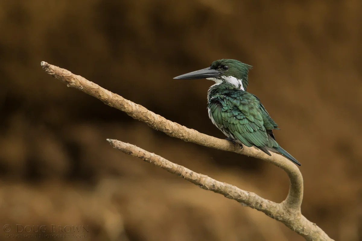 20150208-_D4A1450-Amazon-Kingfisher-4x6.jpg
