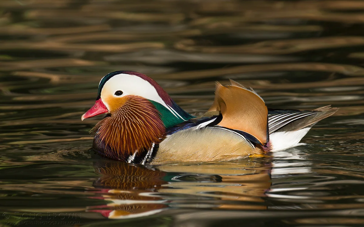 20150302-_D4A2722-Mandarin-Duck-16x10.jpg