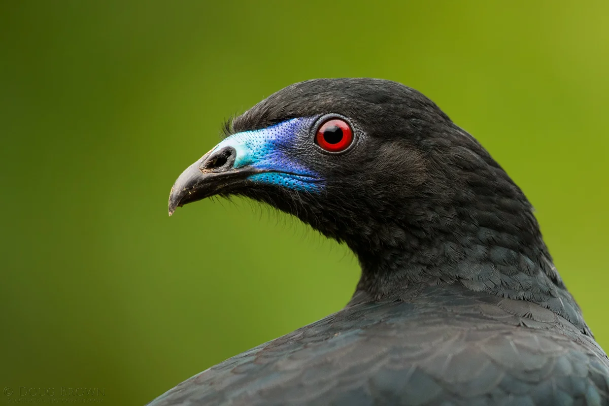 20150205-_A0R8097-Black-Guan-4x6.jpg