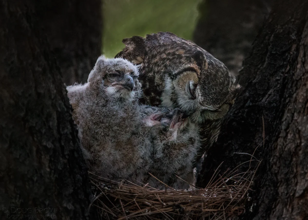 20150407-_A0R3598-Great-Horned-Owls-5x7.jpg