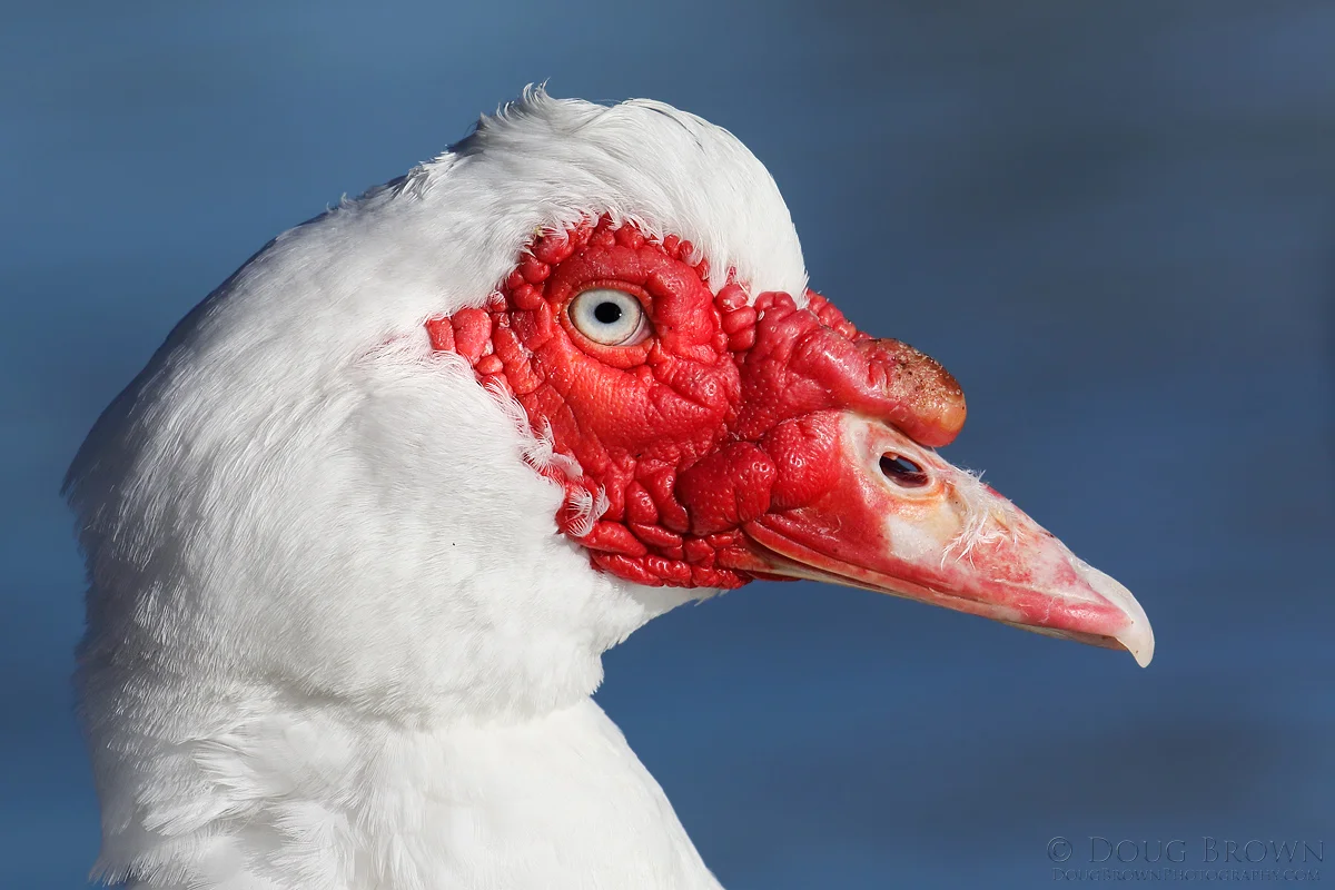 20150125-_D4A6709-Muscovy-Duck-4x6.jpg