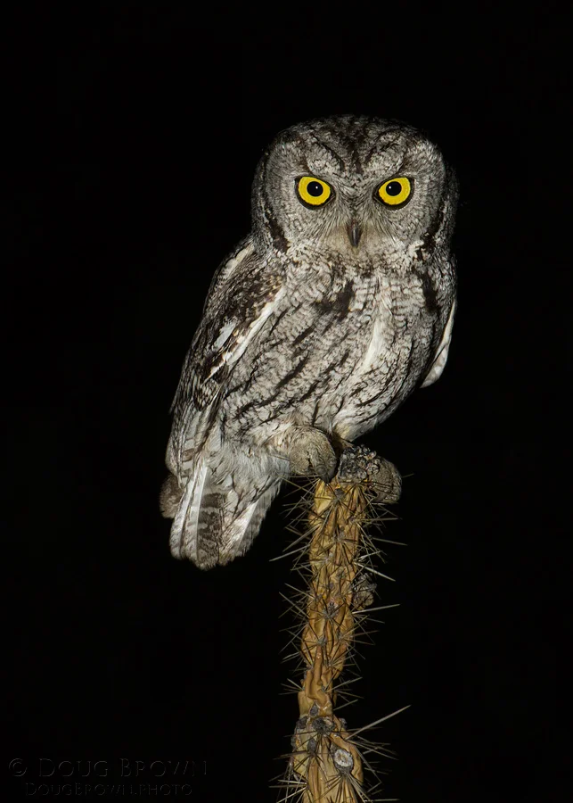 20150517-_D4A8999-Western-Screech-Owl-5x7.jpg