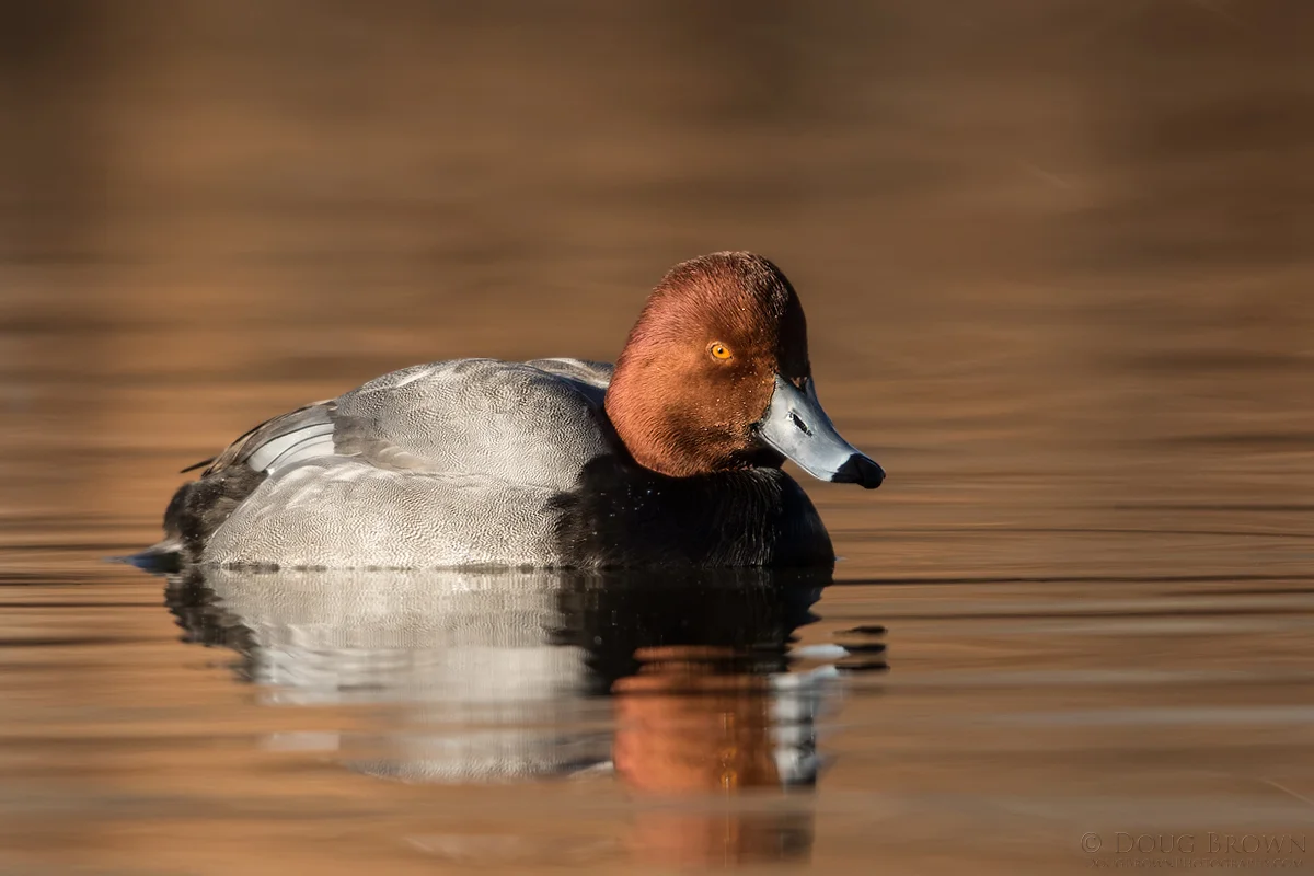 20150117-_B0A4572-Redhead-4x6.jpg