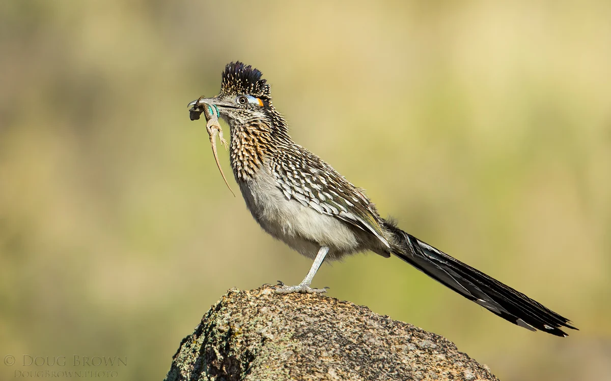 20150517-_A0R9818-Greater-Roadrunner-4x6.jpg