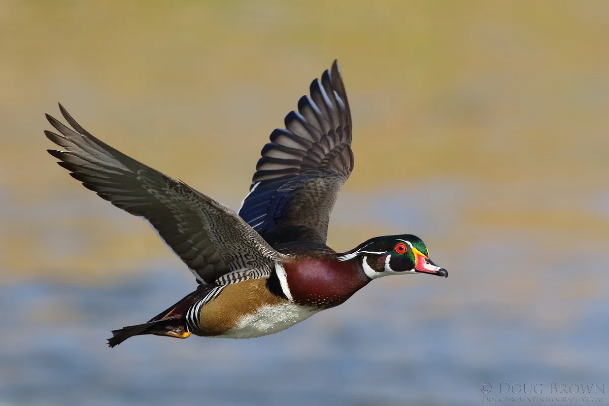 20141109-_L9A2639-Wood-Duck-4x6.jpg