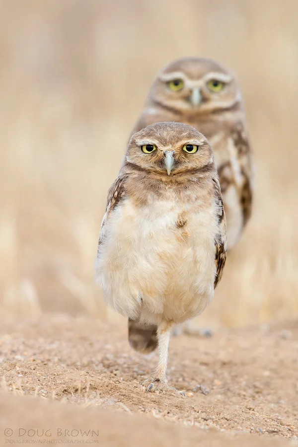 20130710-_A0R4987-Burrowing-Owls-4x6.jpg