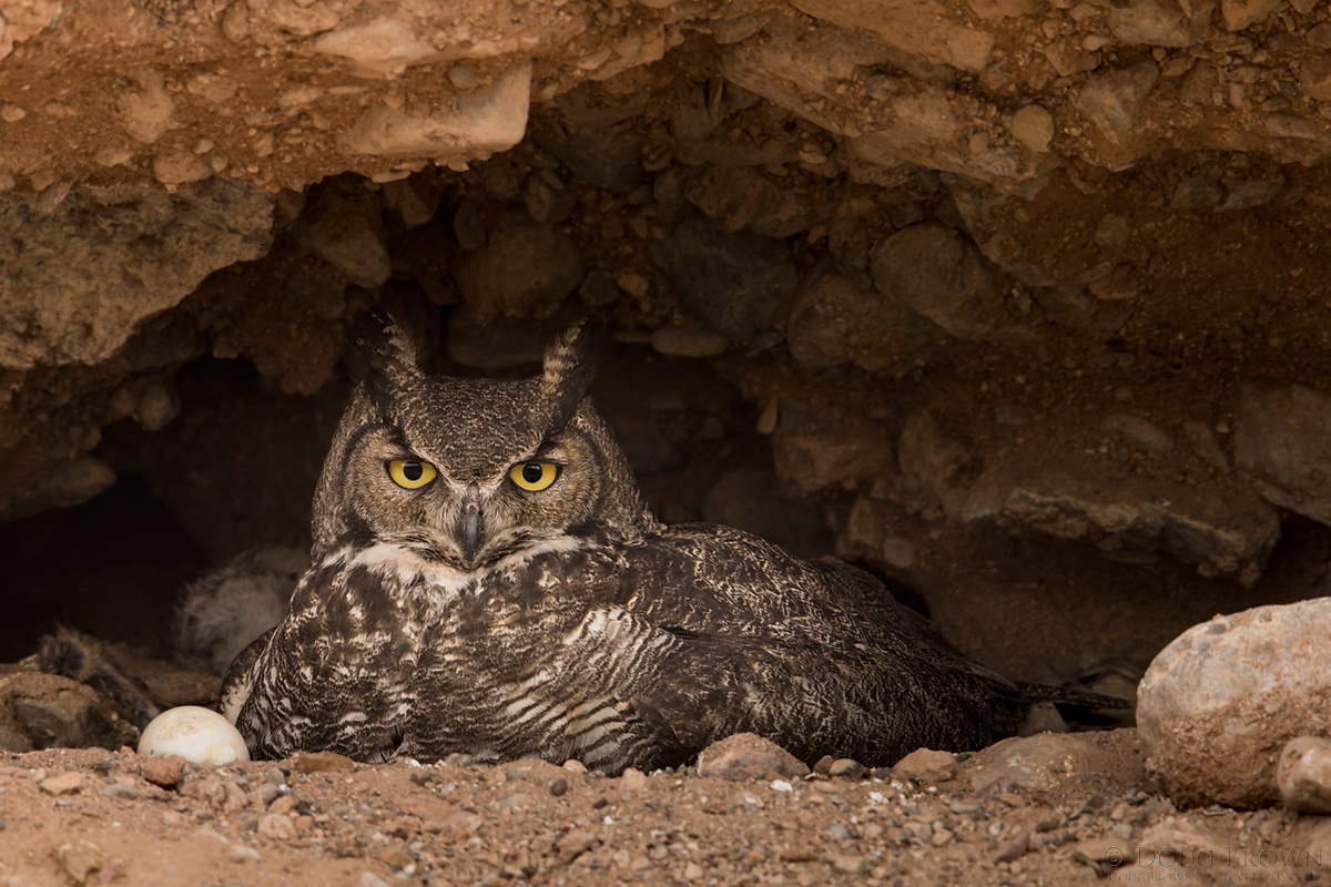 20140411-_A0R7642-Great-Horned-Owl-4x6.jpg