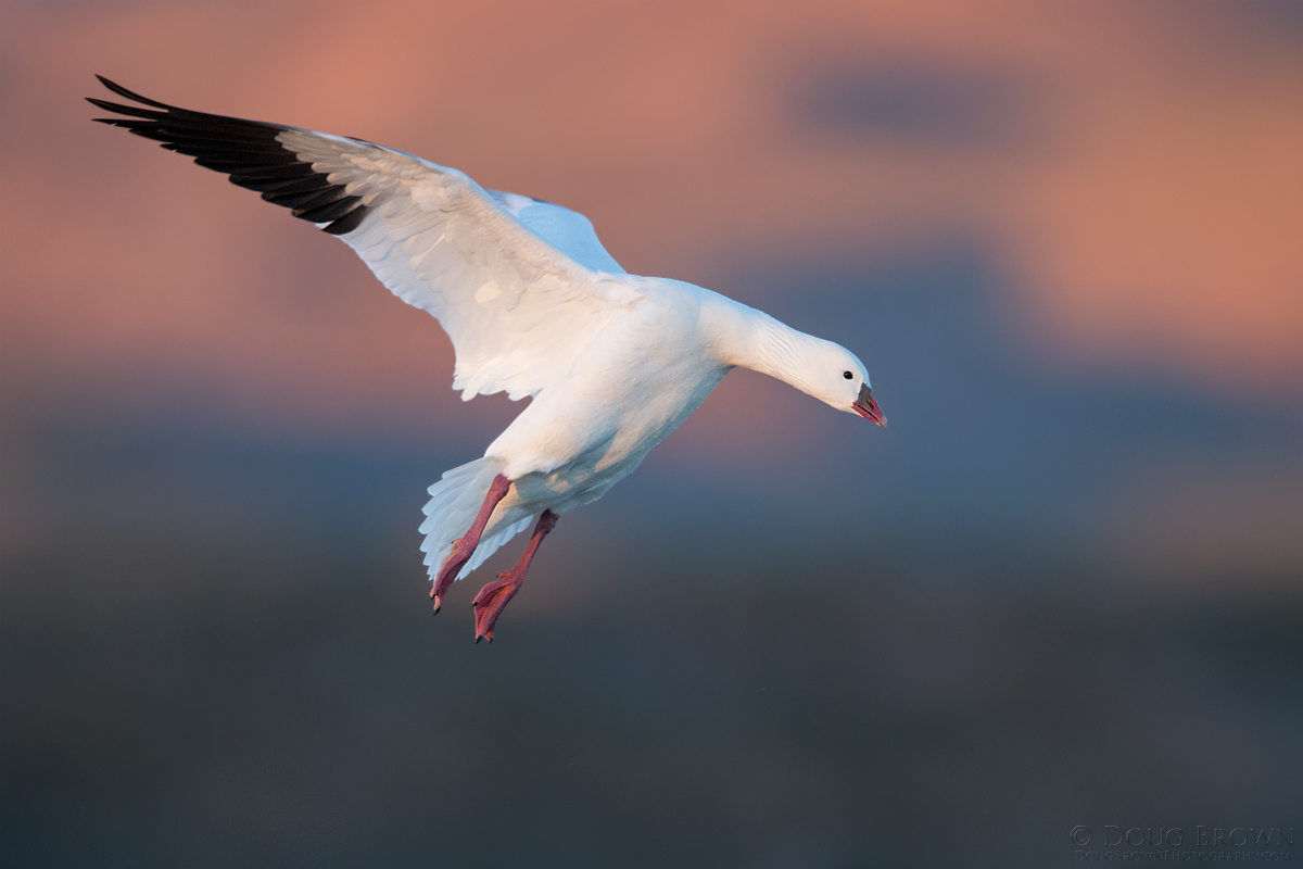 20141121-_A0R6314-Ross-Goose-4x6.jpg