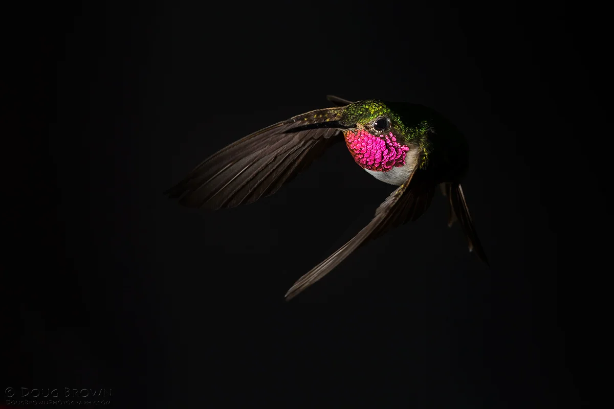 20130803-BA0R6175-Broad-tailed-Hummingbird-crop.jpg