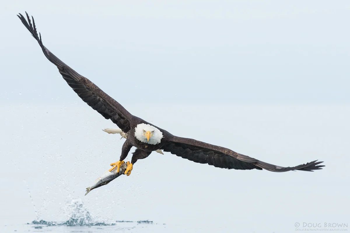 20130309-_A0R8112-Bald-Eagle-crop.jpg